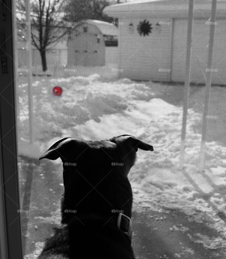 Enjoying the snowy view from inside on a cold winter's day.