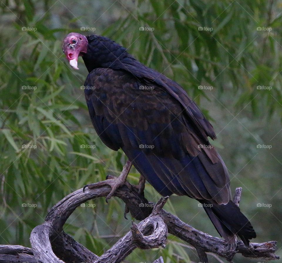 Turkey Vulture on a Branch