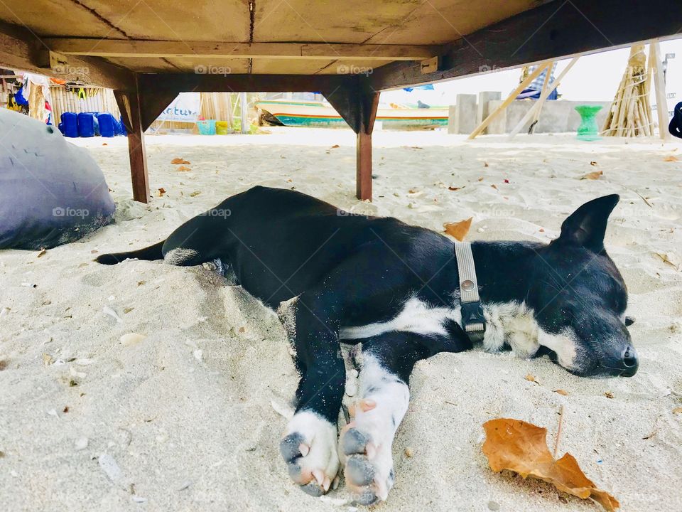 A black dog sleeping underneath a table on the beach