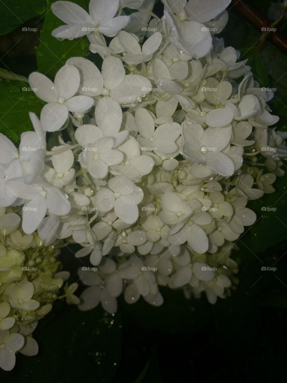 White Flowers
