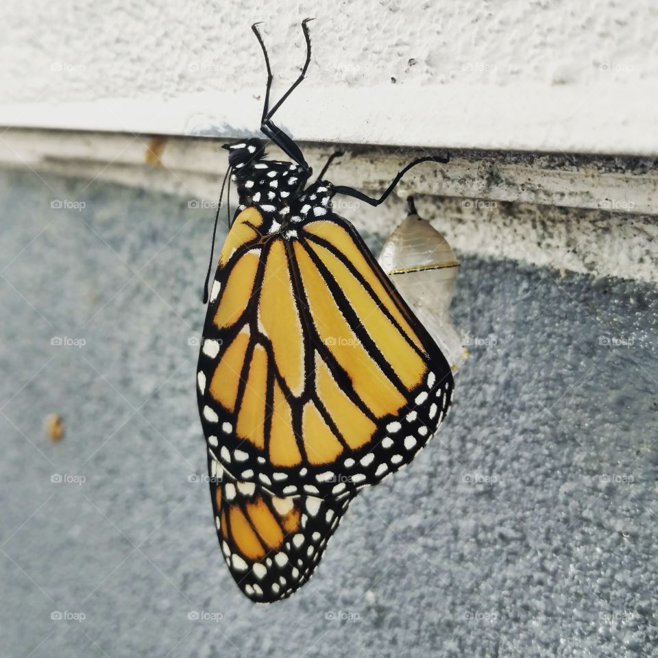 a new monarch butterfly recently emerged from the chrysalis. she is letting her wings dry. perfect!!