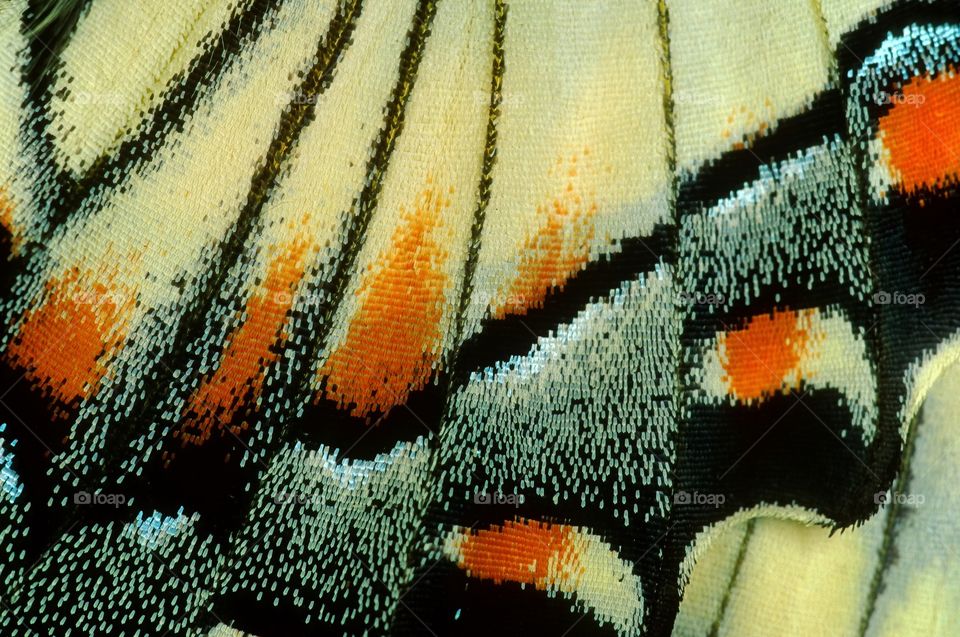 Close up macro shot of the wing of a Swallowtail butterfly revealing the tiny delicate scales which coat the wing structure.