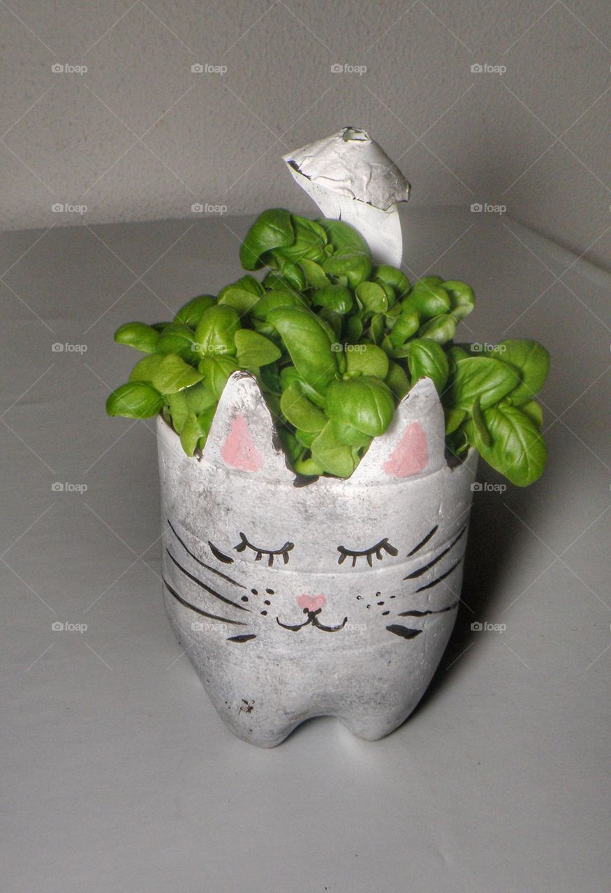 Pot of basil