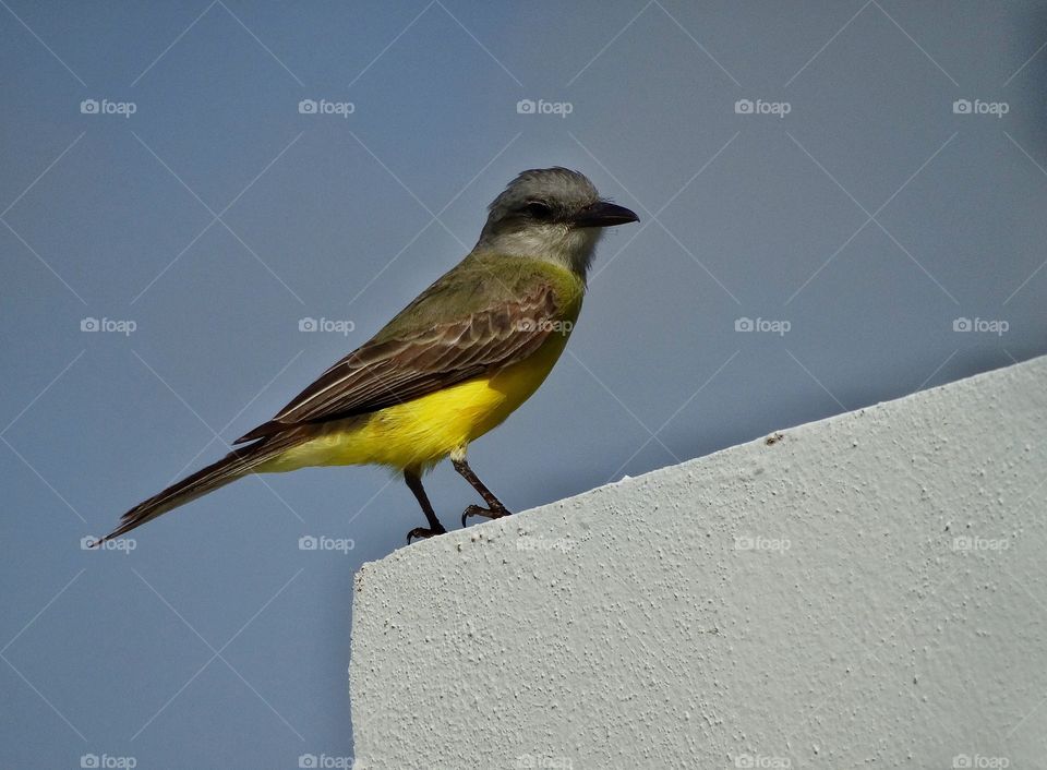 Colorful Mexican Bird. Tropical Kiskadee Bird In Cancún Mexico
