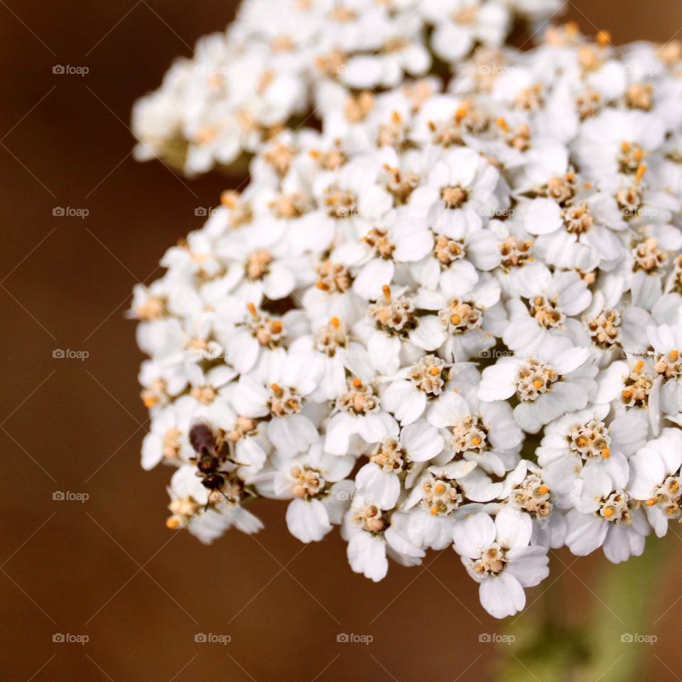 A small insect poses at the edge of a cluster of delicate white flowers in bloom 