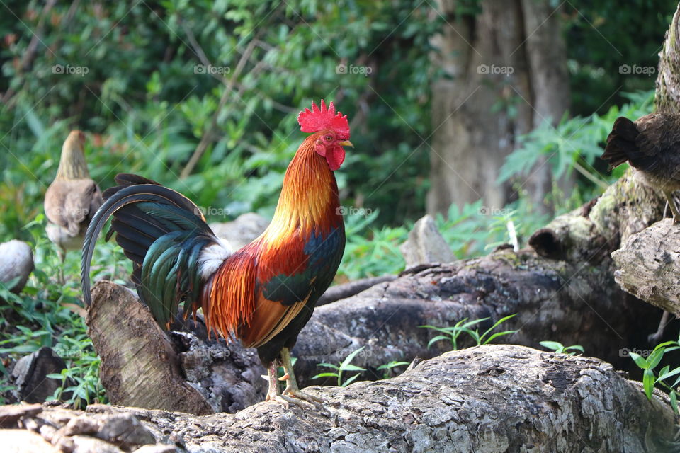 Wild rooster with colourful feathers standing on a big rock against the green woods- close up
