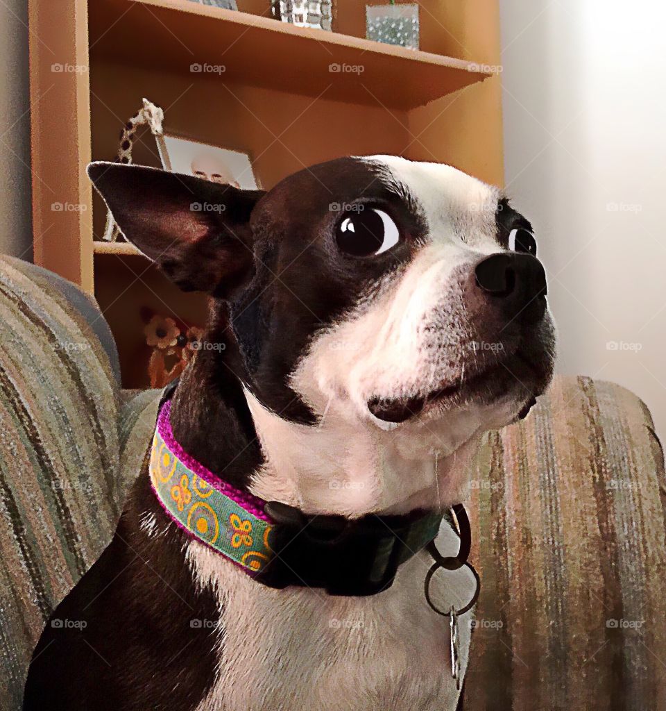 Adorable Boston Terrier looks a little worried about her photo closeup.
