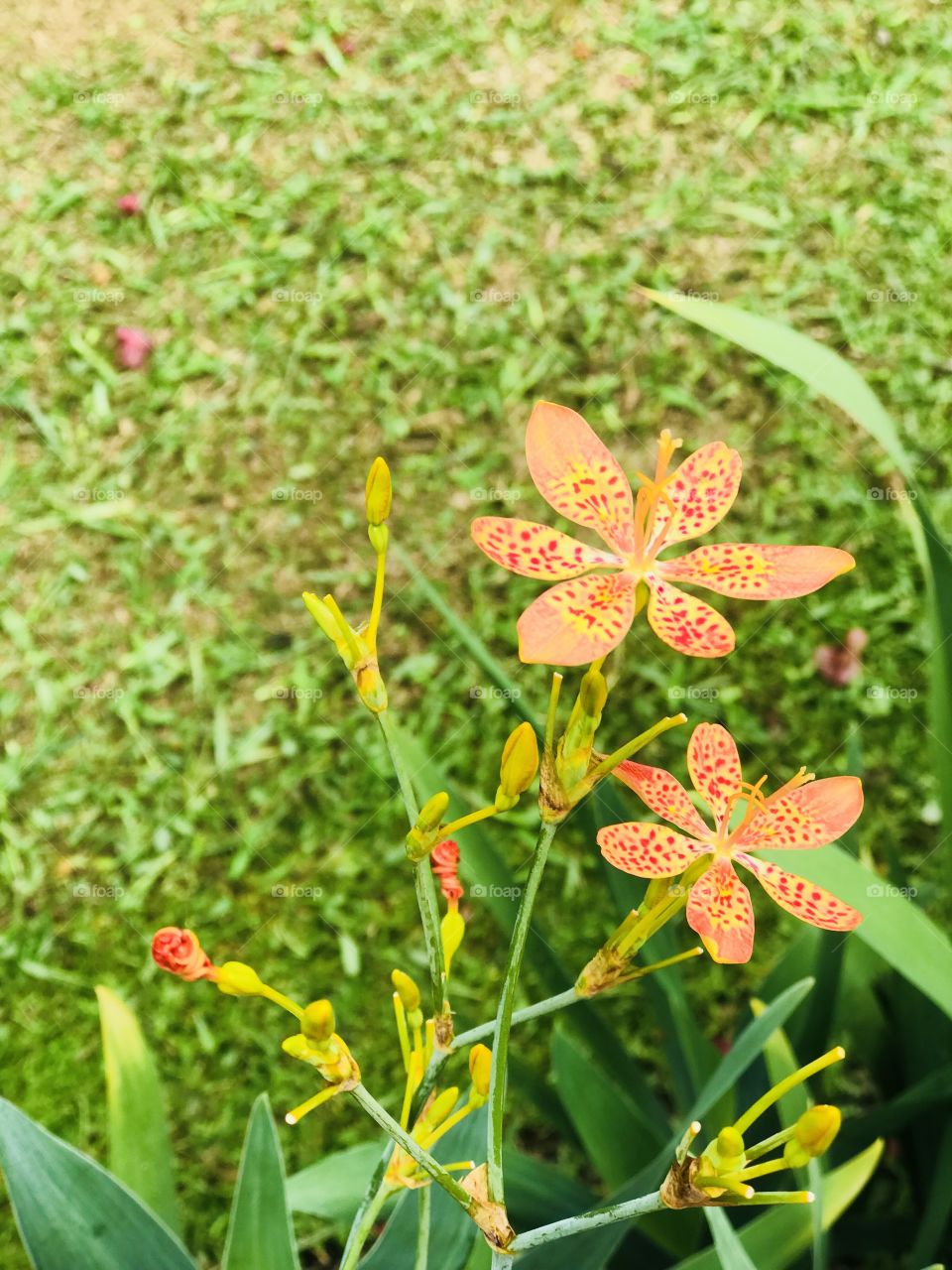 Orange flowers