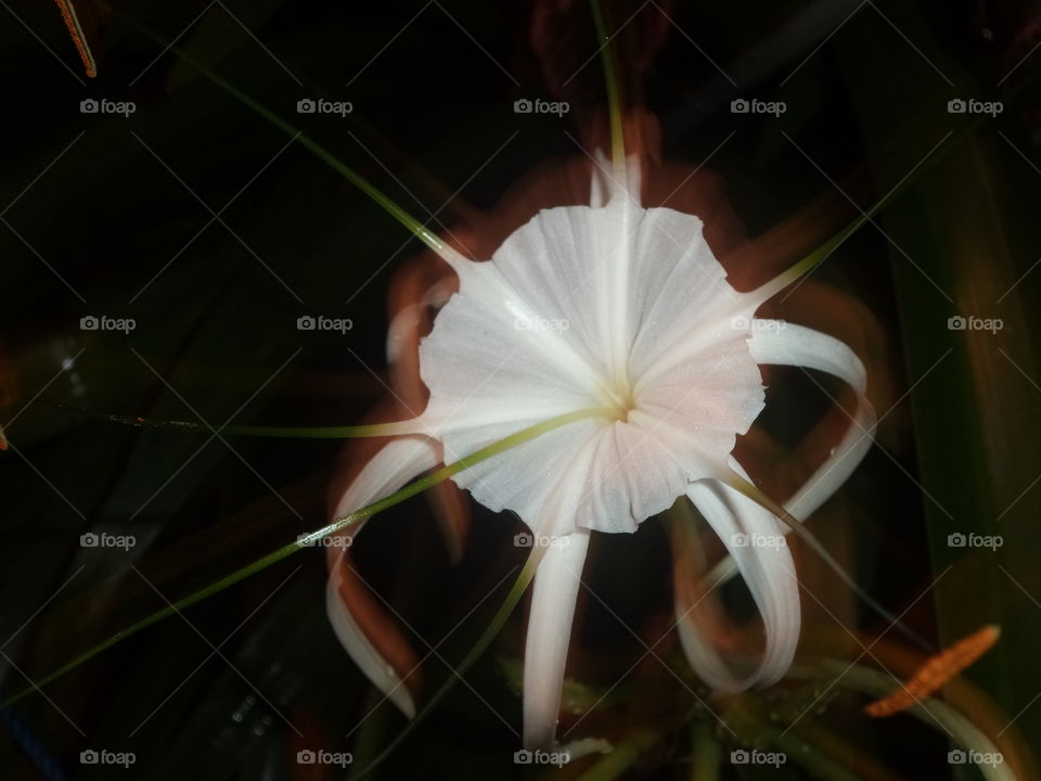 night flower, leafless flowers, white roses