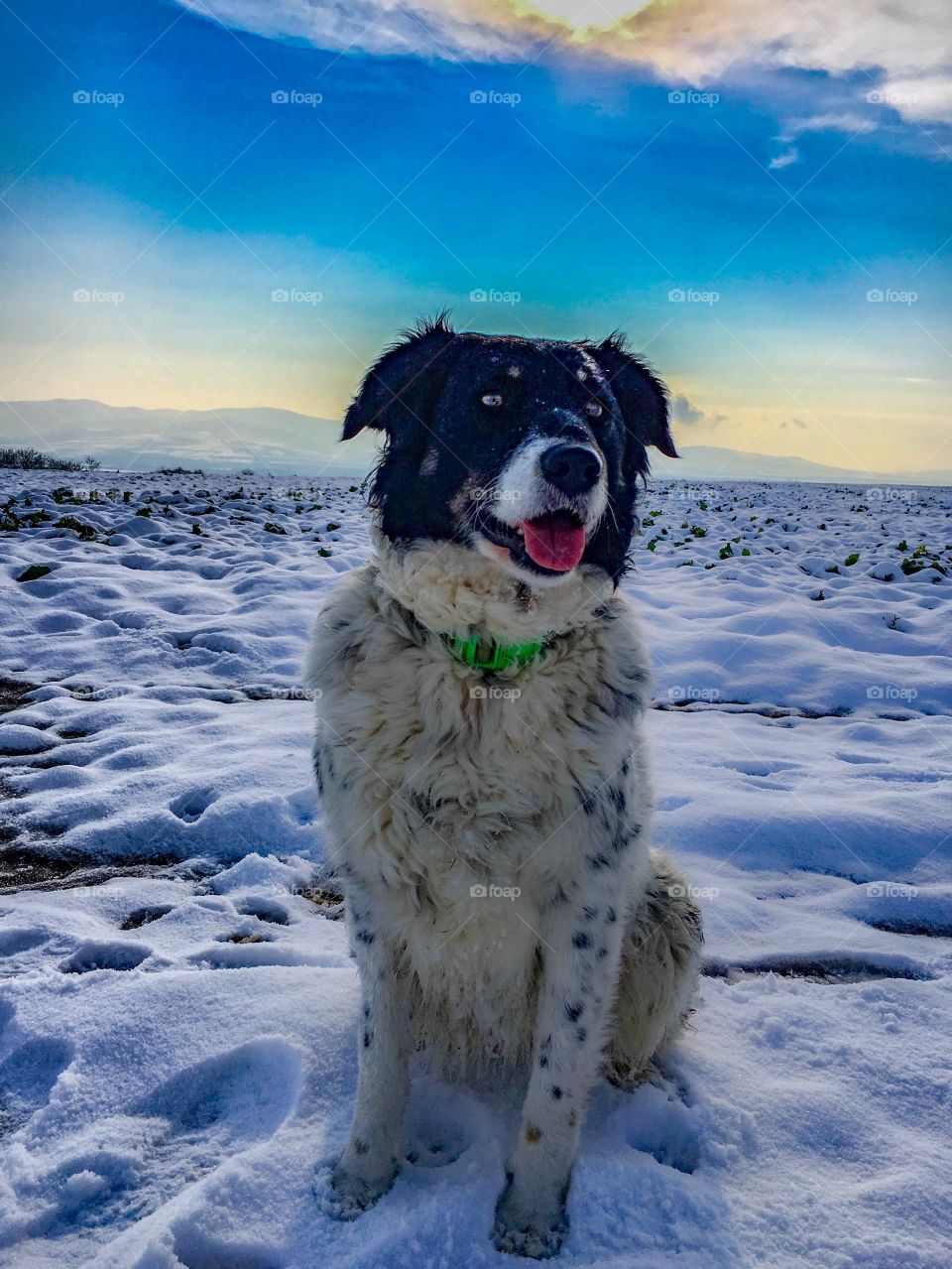 dog in winter landscape, serbia.