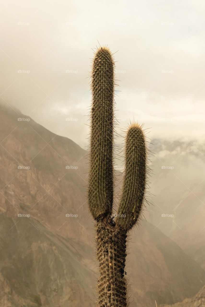 Cactus in the Andes. Mountain and clouds with cactus