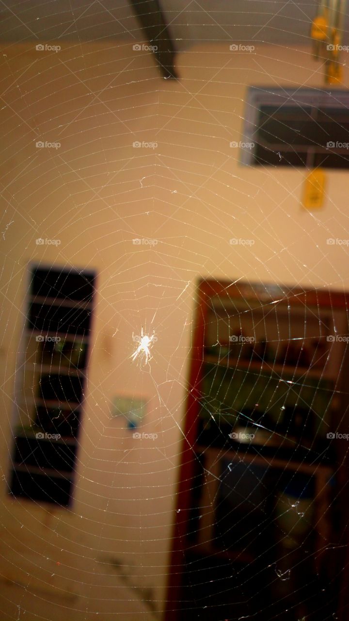 spider web in side home