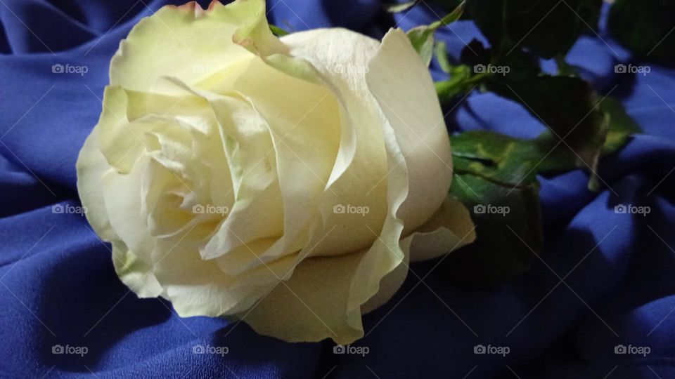 White rose on a blue background