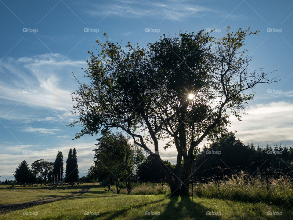 Sunlight Through a Tree
