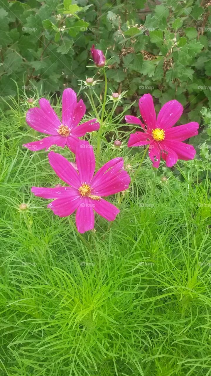Cosmos and Grasshopper