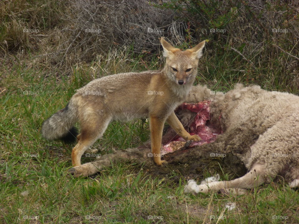 Red fox with its kill