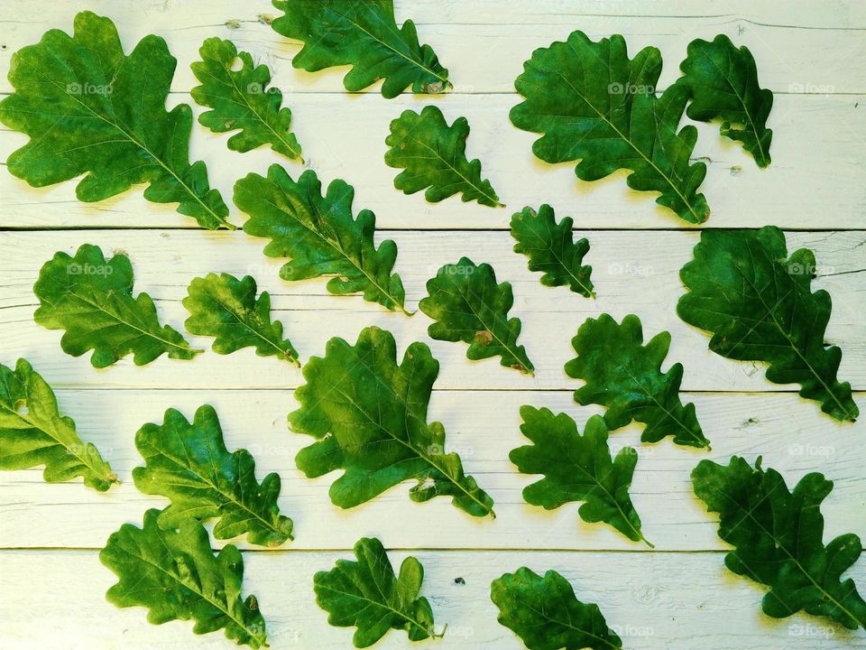 Oak leaves