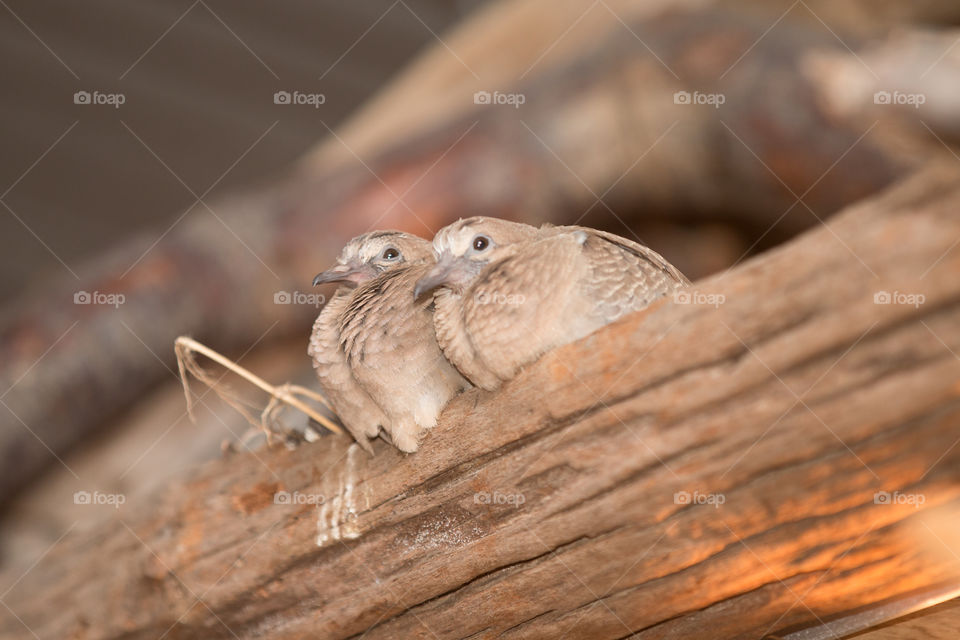 Bird, Nature, Wood, No Person, Wildlife