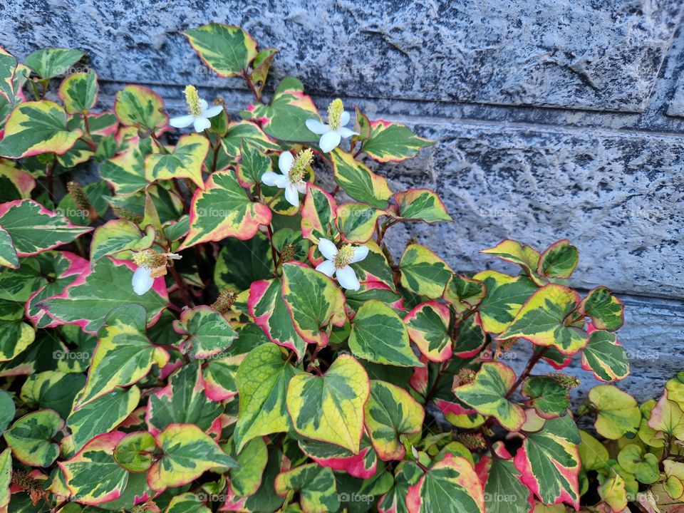 swamp anemone close up