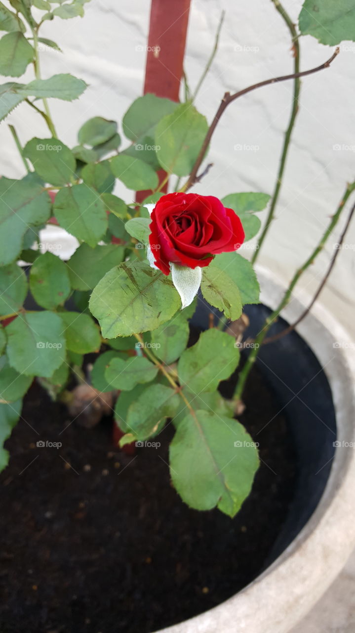 Closeup of a growing red rosebud
