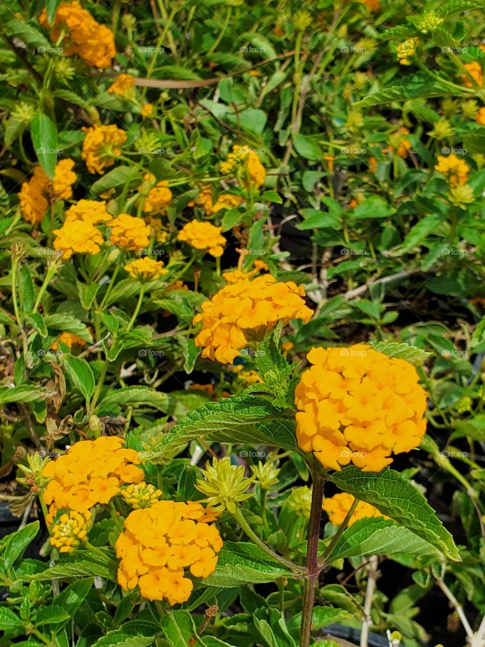 Yellow Flowers in the Garden