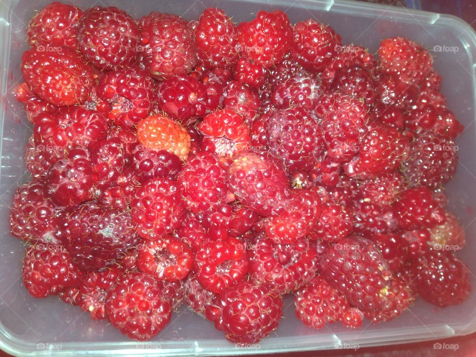 Just picked raspberries