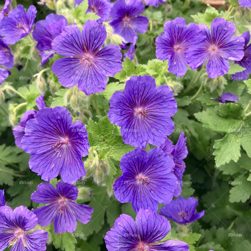 The beauty of purple Geraniums in the summer garden. 