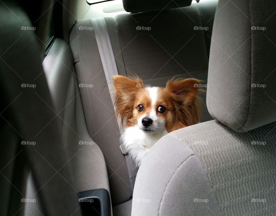 Papillion Riding in a Car