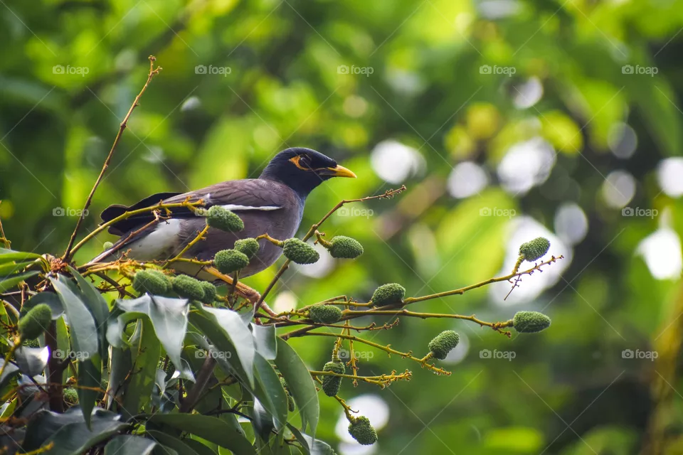 Myna