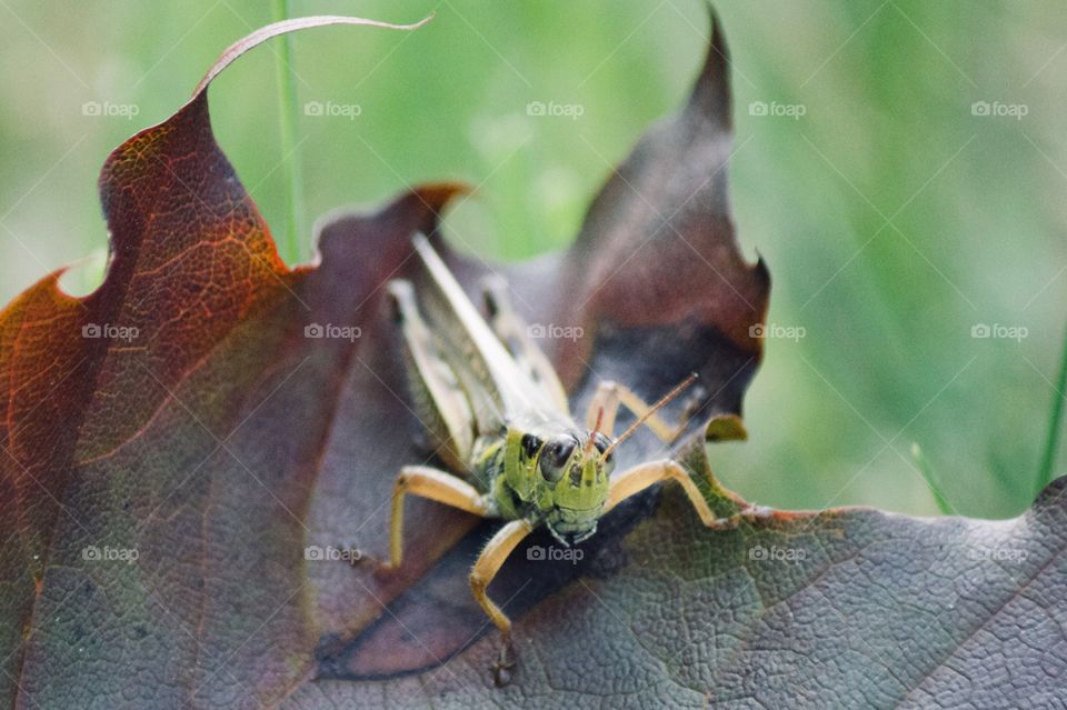 Grasshopper on a leaf