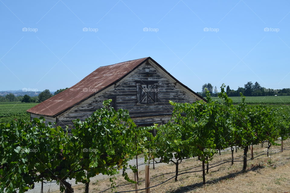 Old barn in Napa Valley vineyard
