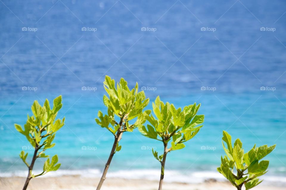 Green colour. Halkidiki 