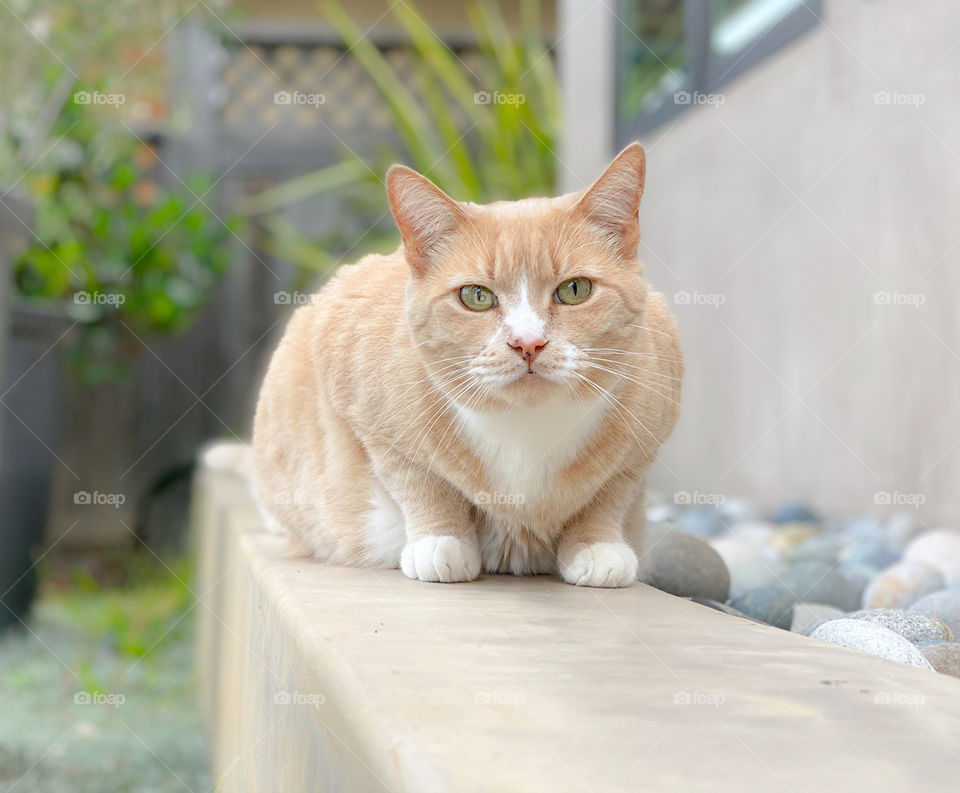 Close up portrait of a cat outdoors 