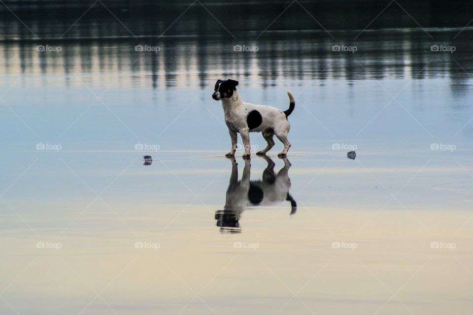 Jack russell terrier