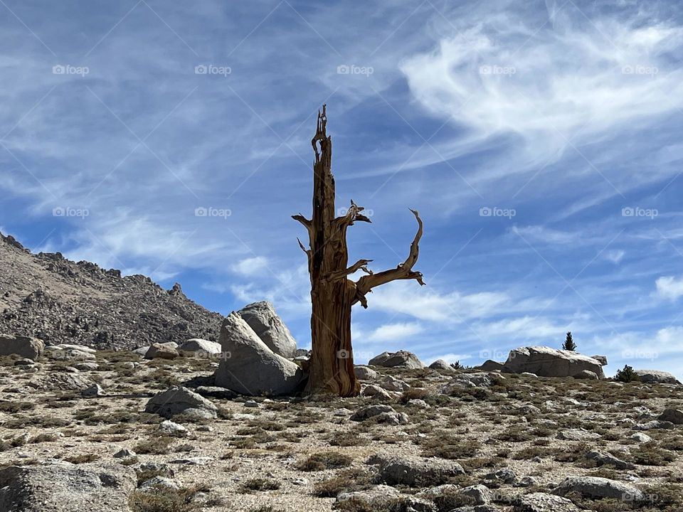 Trail to Mt Langley 