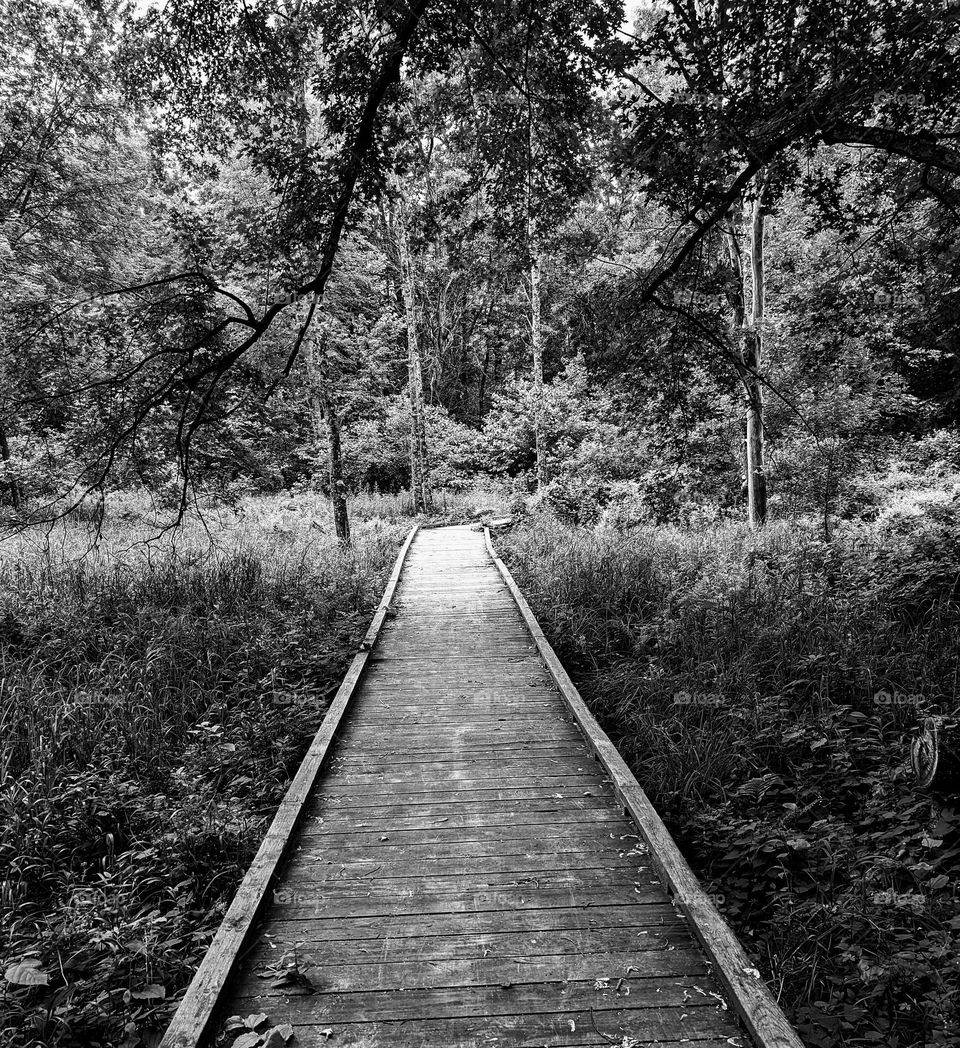 Bridge in woods