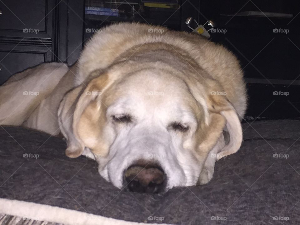 Sleeping Labrador Golden