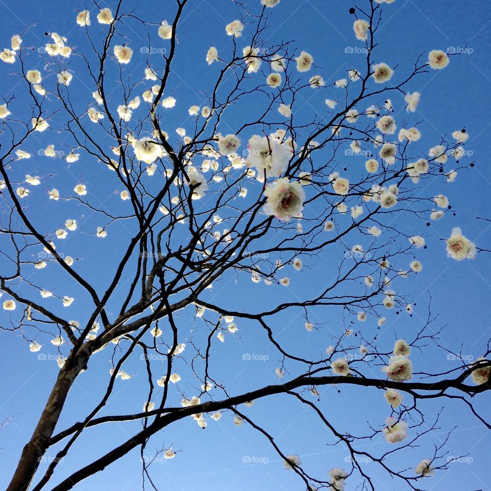 Snow flowers. Flowery tree