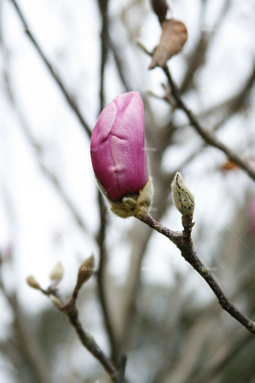 Magnolia 