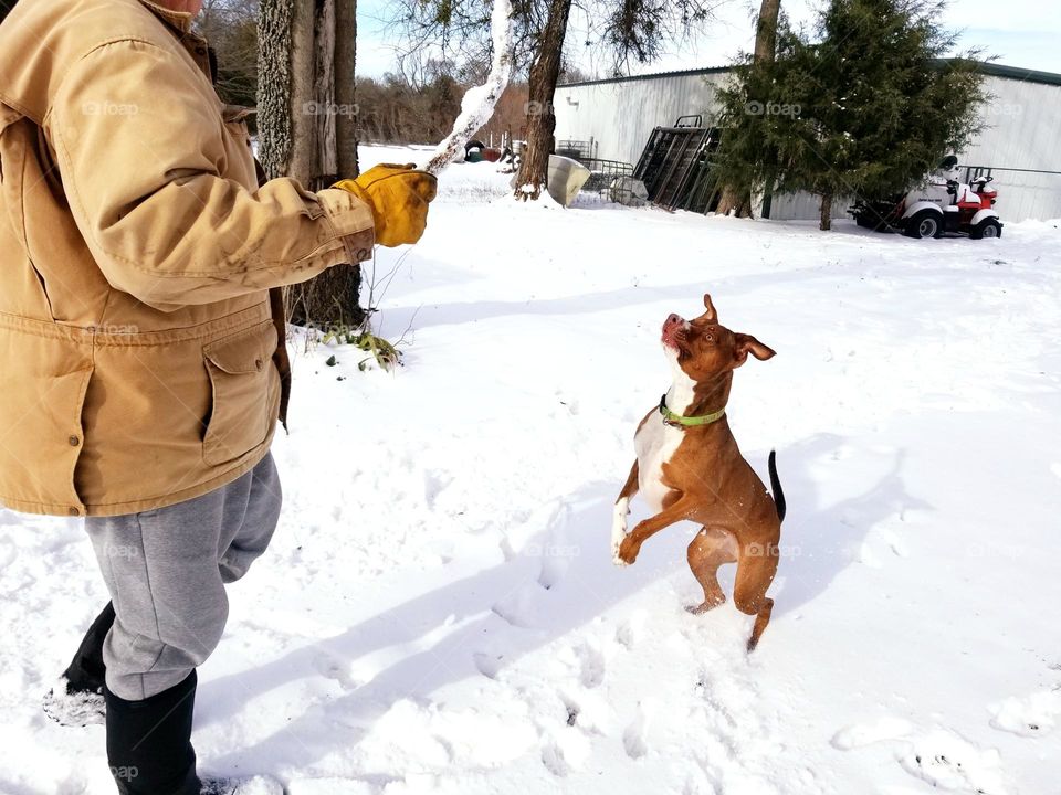 Man and Dog Playing fetch wit a stick in the snow