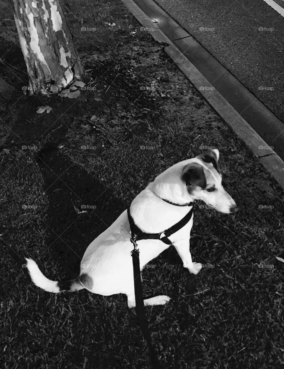 Taking the dog for an evening walk around the lake 