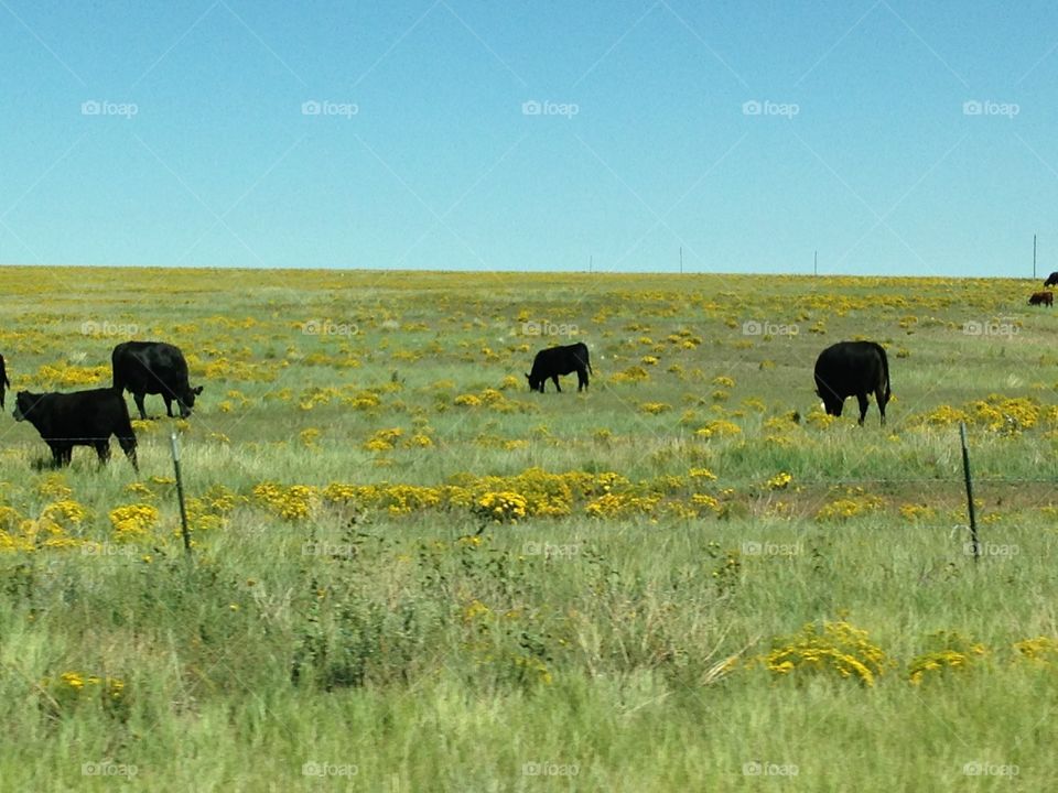 Cattle in a meadow