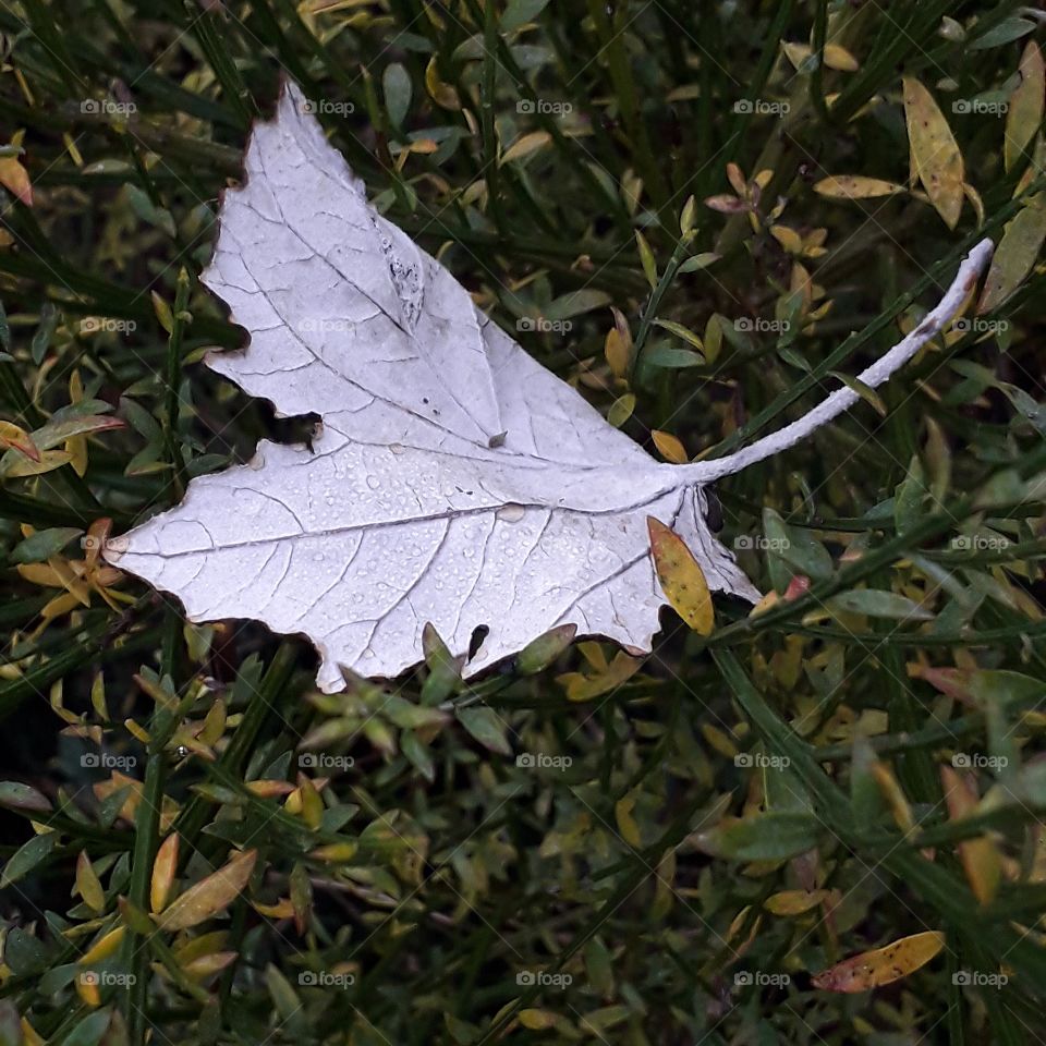 white reverse of a leaf suspended on broom bush