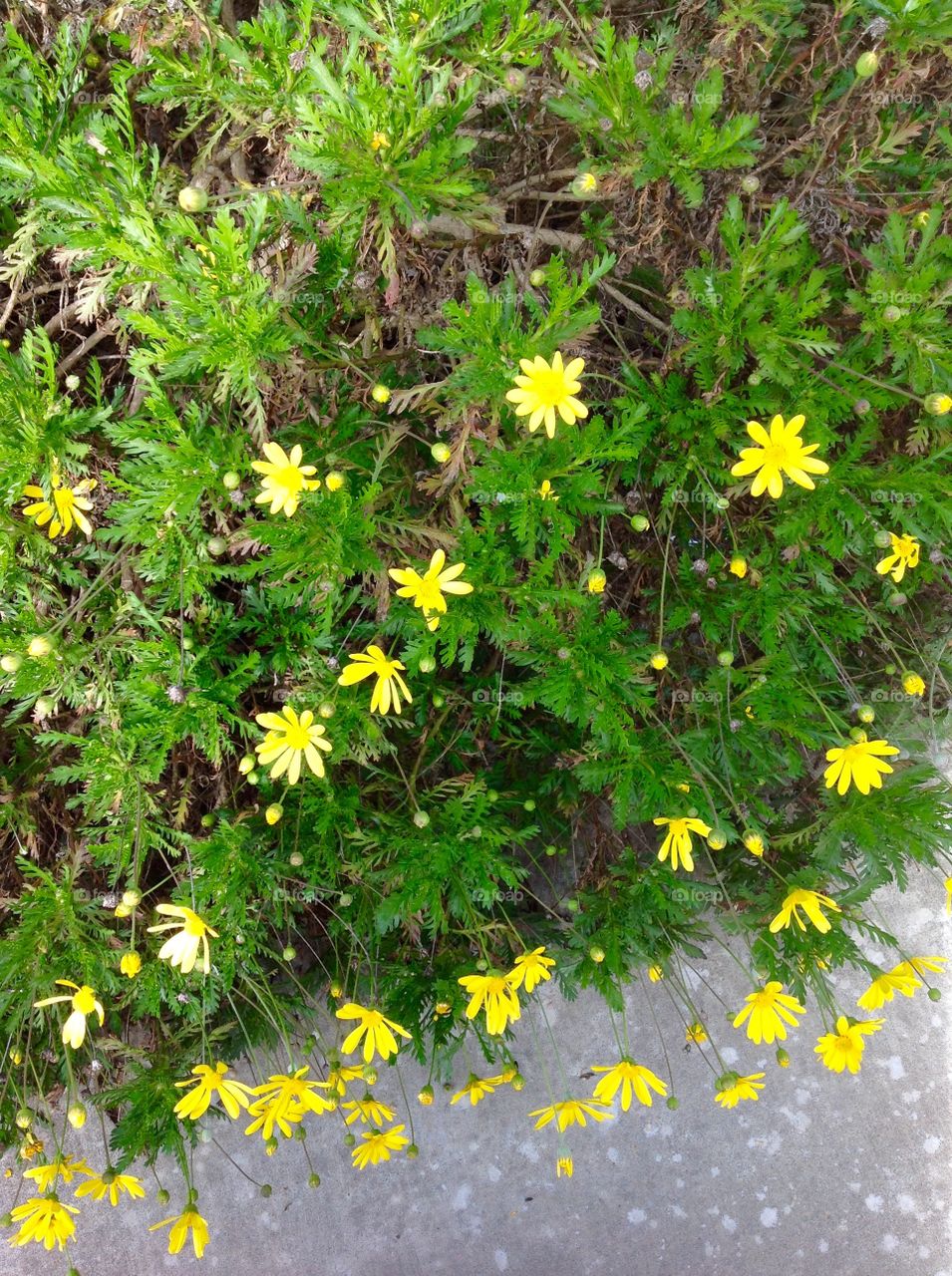 Yellow yellow day bushes