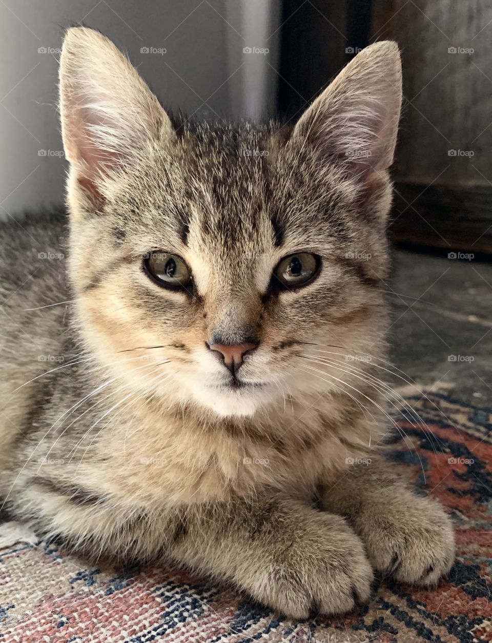 Close-up of tabby kitten laying on oriental rug.