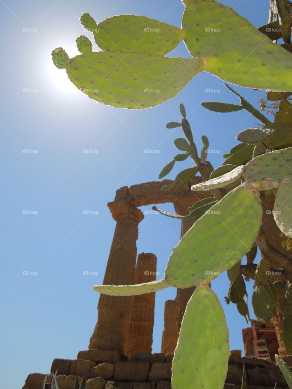 The prickly pear embraces the temple