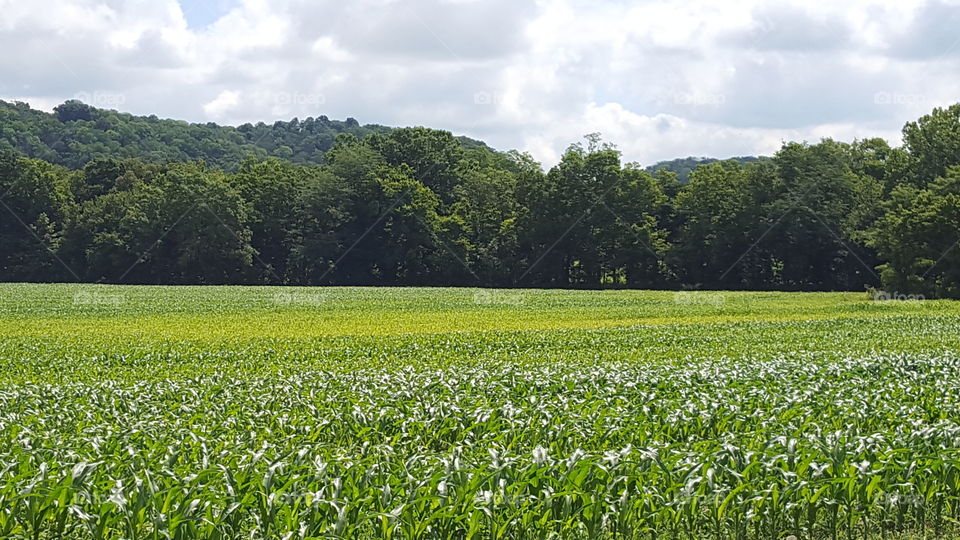 cornfield
