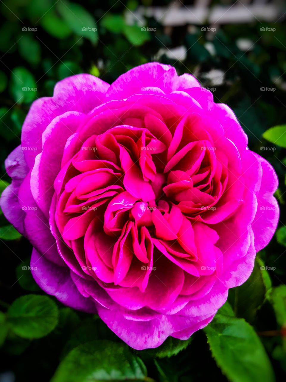 Rose close up 