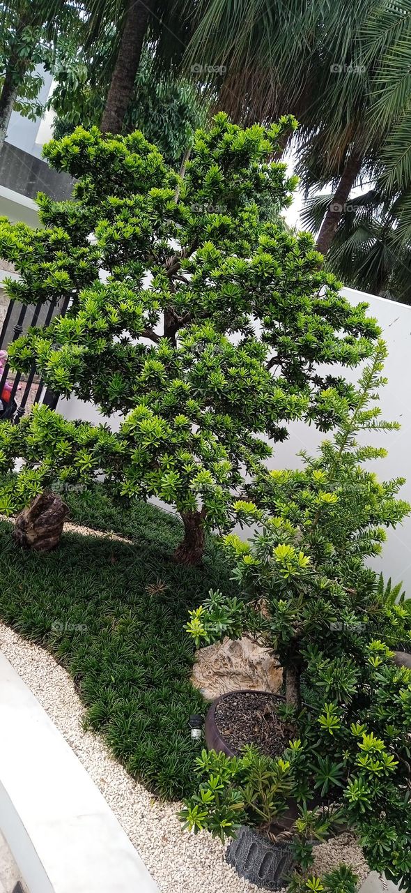 bonsai tree, garden tree, bonsai, garden ornamental tree, home bonsai tree