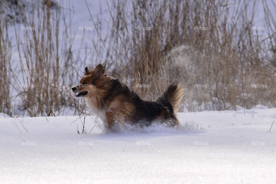 Dog in a deep snow 